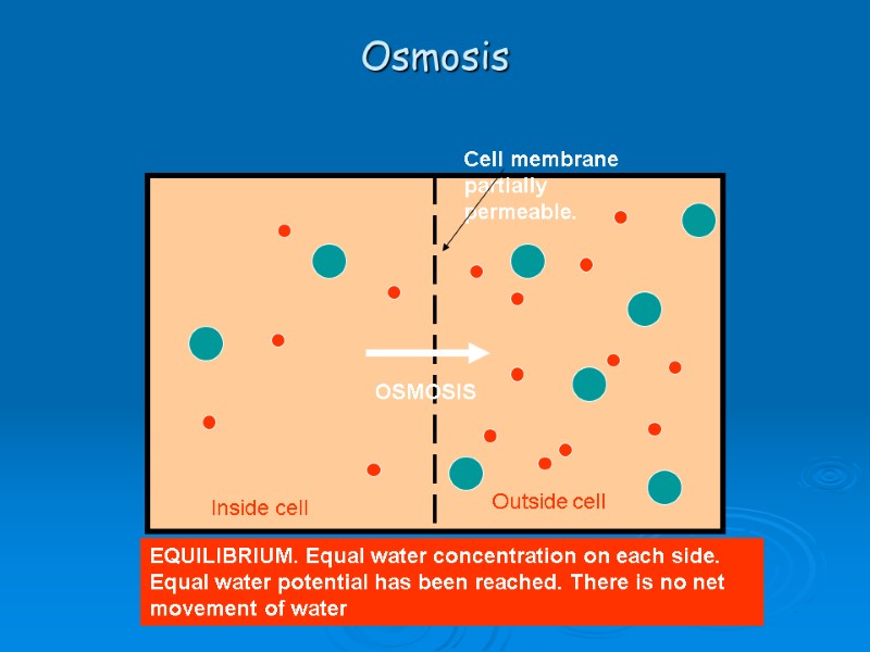 Osmosis Cell membrane partially permeable. Inside cell Outside cell OSMOSIS EQUILIBRIUM. Equal water concentration